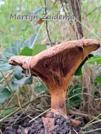 Paxillaceae